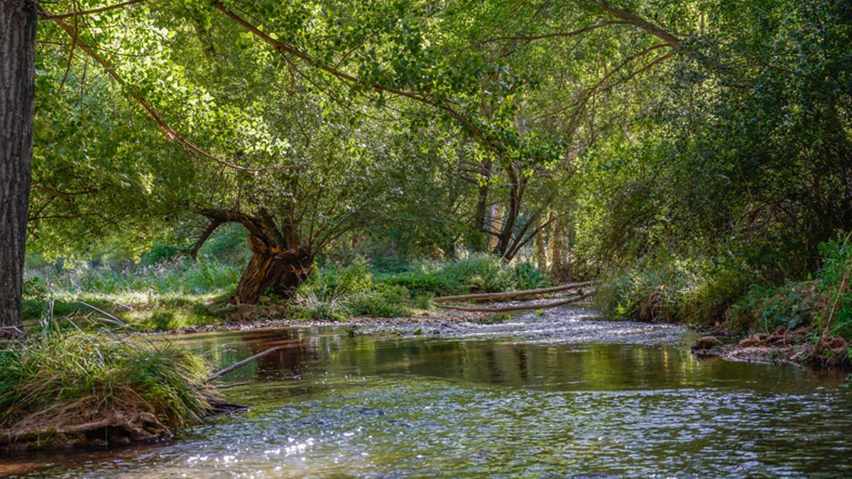 El nacimiento del rio Guadalabiar, a pocos kilómetros de Griegos