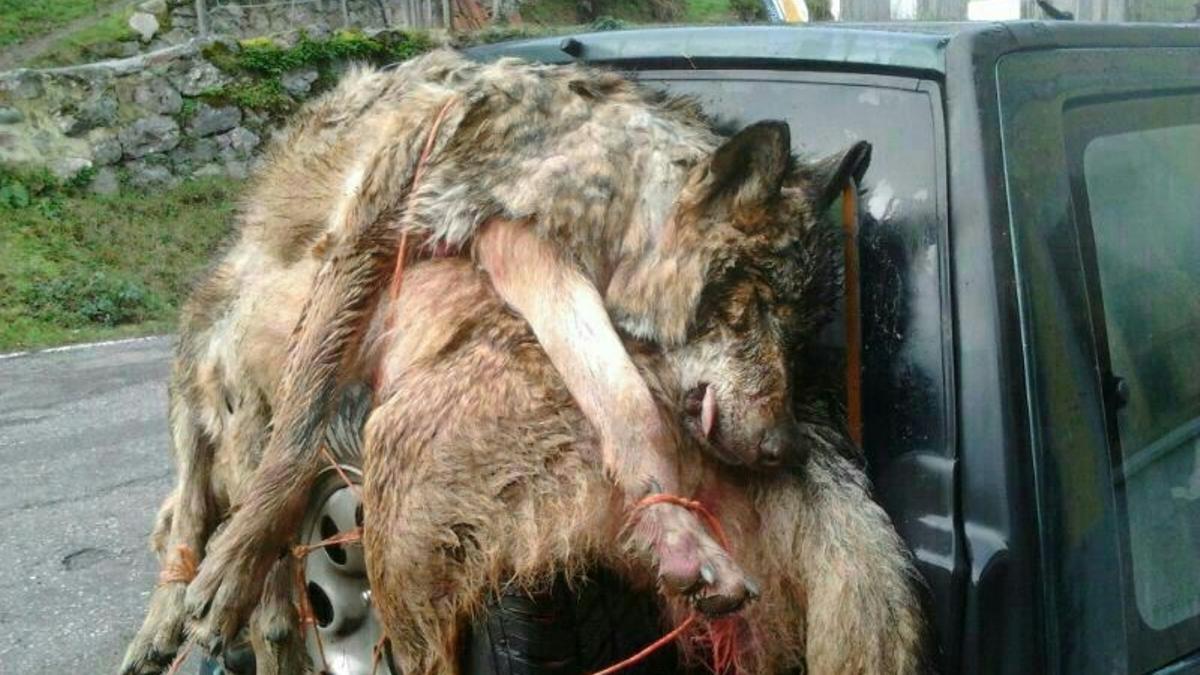 Lobos abatidos en Asturias.