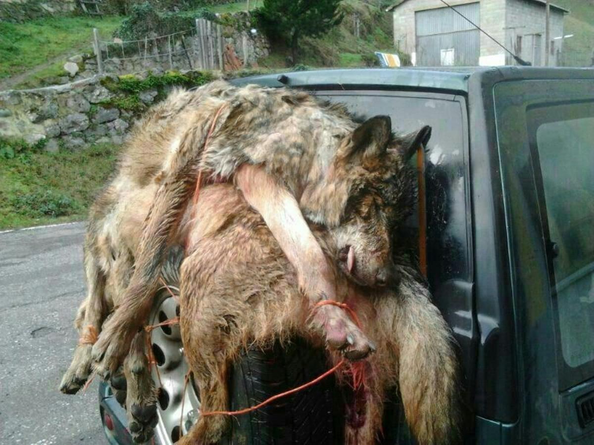 Lobos abatidos en Asturias.