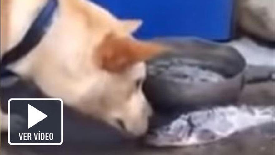 Un perro intenta salvar a varios peces.