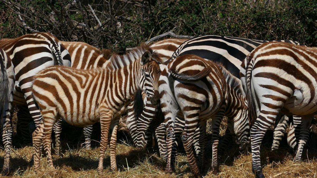 El parque cuenta con millares de animales de más de un centenar de especies