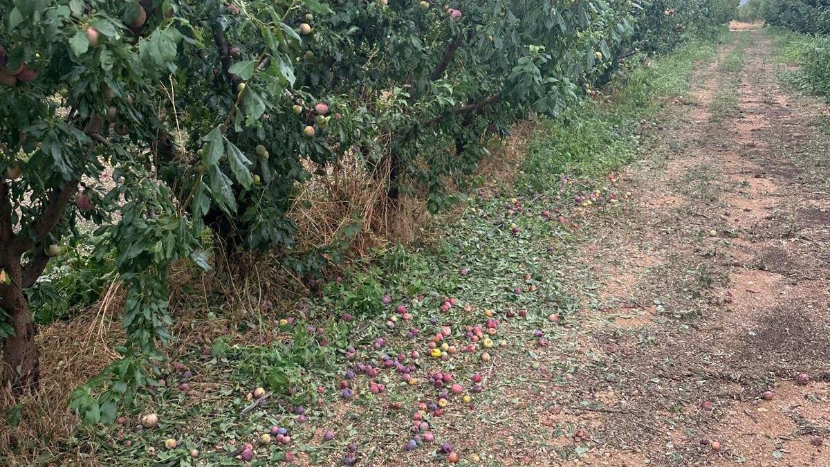 Frutos por los suelos en campos del Noroeste murciano, tras el paso de la tormenta.