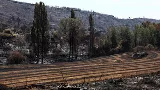 Directo | El incendio de las Cinco Villas frena su avance y el Gobierno de Aragón rebaja la superficie afectada a 15.000 hectáreas