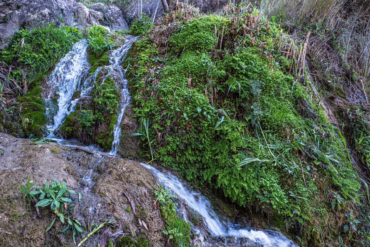 Manantiales de Algar