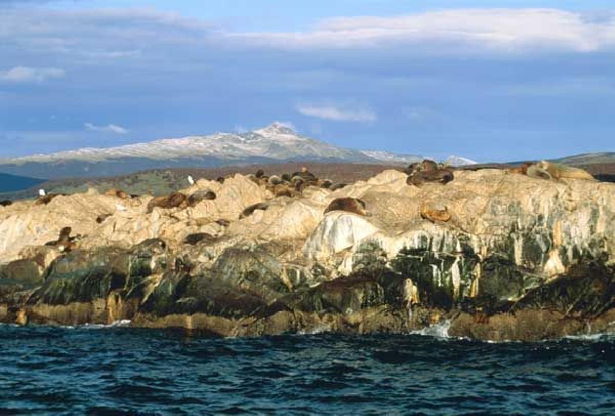 Leones marinos en Ushuaia.