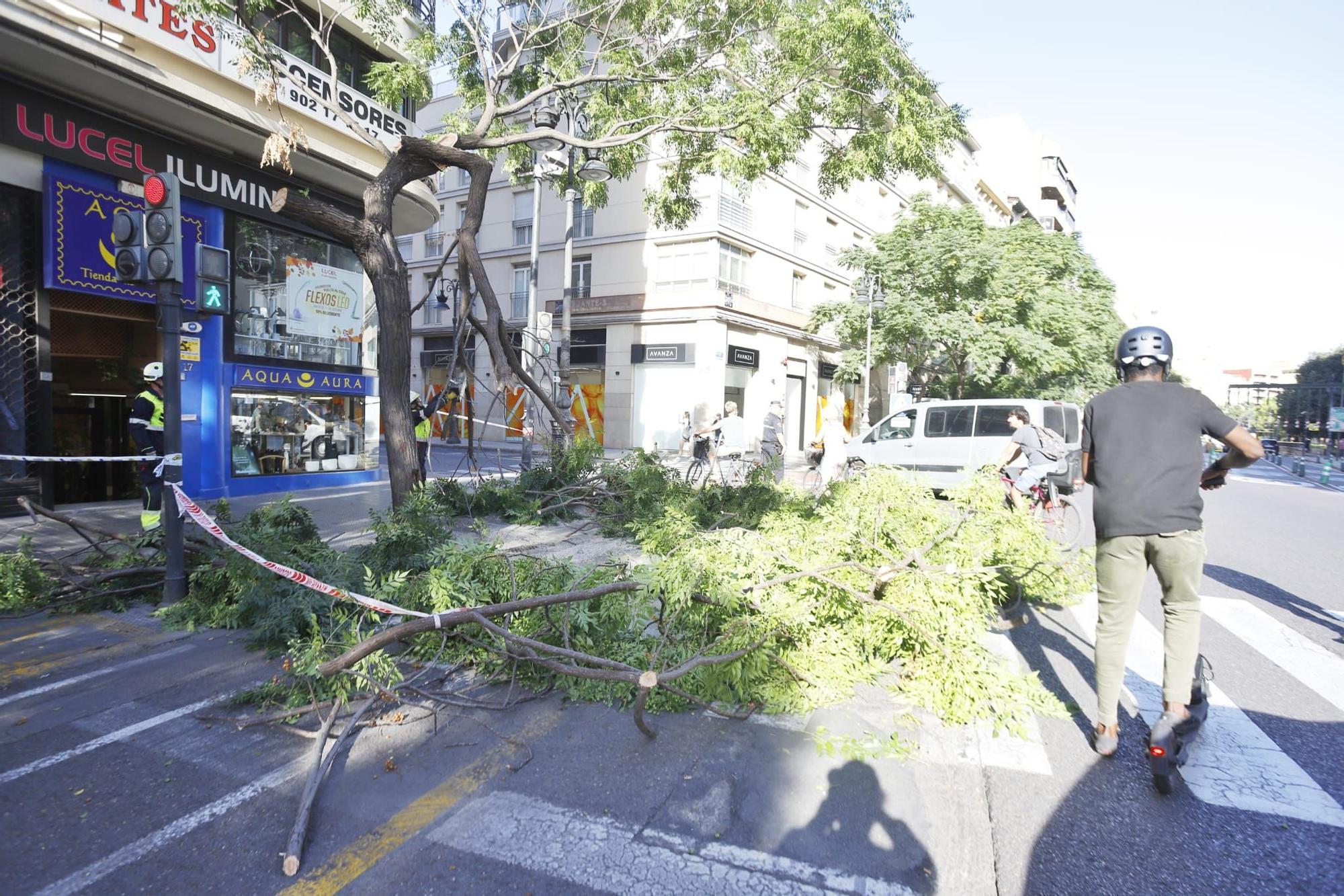 Cae la rama de un árbol junto a la plaza San Agustín de València