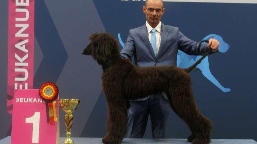 El campeón del mundo de galgos afganos en categoría de cachorros.