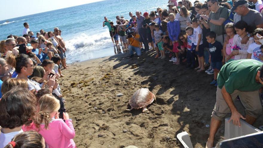 Tres tortugas vuelven a su hábitat desde la Playa del Burrero