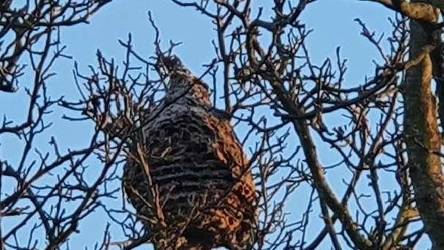 Hallan en un árbol de la avenida del Botánico un nido de avispa asiática