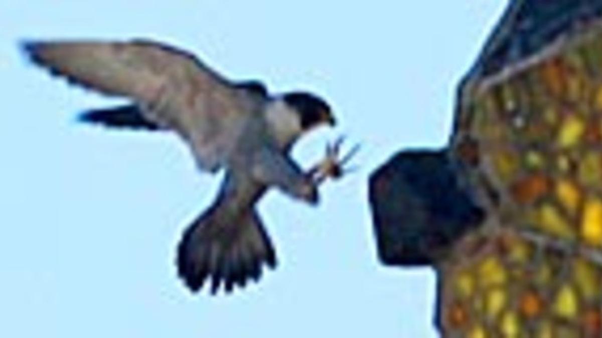 Uno de los halcones adultos intenta entrar en su reducto de la torre.