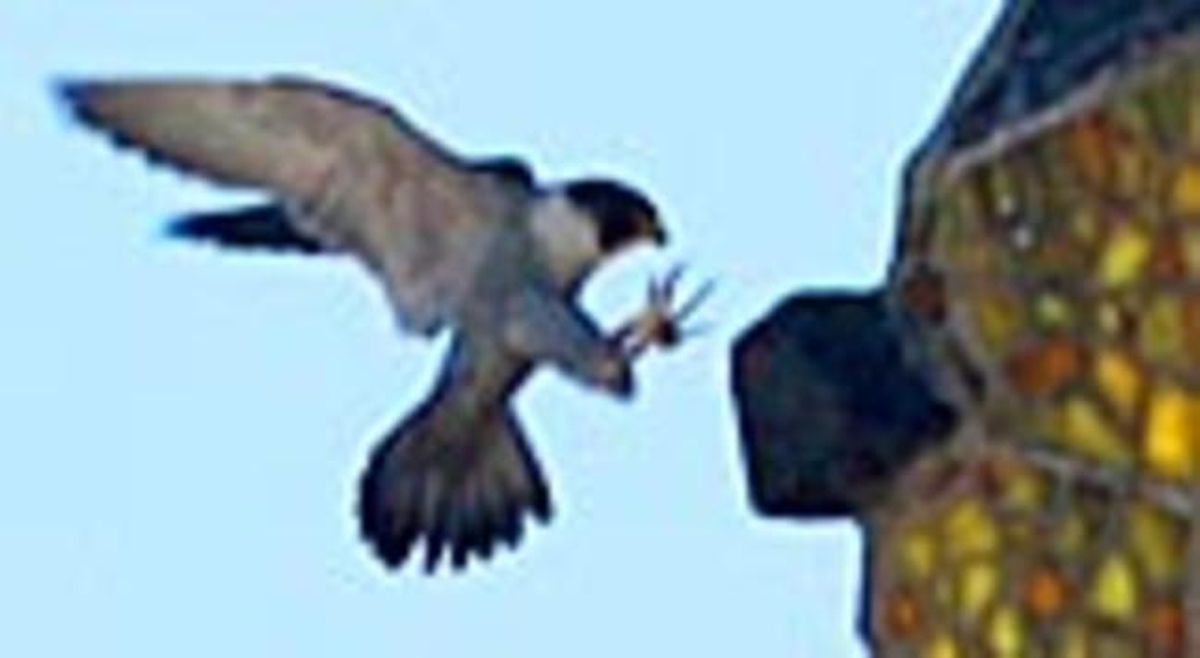 Un dels falcons adults intenta entrar al seu reducte de la torre. Un dels falcons adults intenta entrar al seu reducte de la torre.