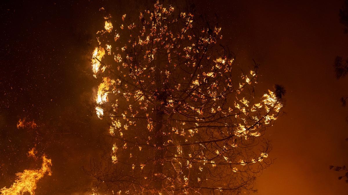 Un pino en llamas.