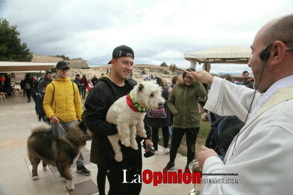 Jornada especial por San Antón en la Fortaleza del Sol de Lorca