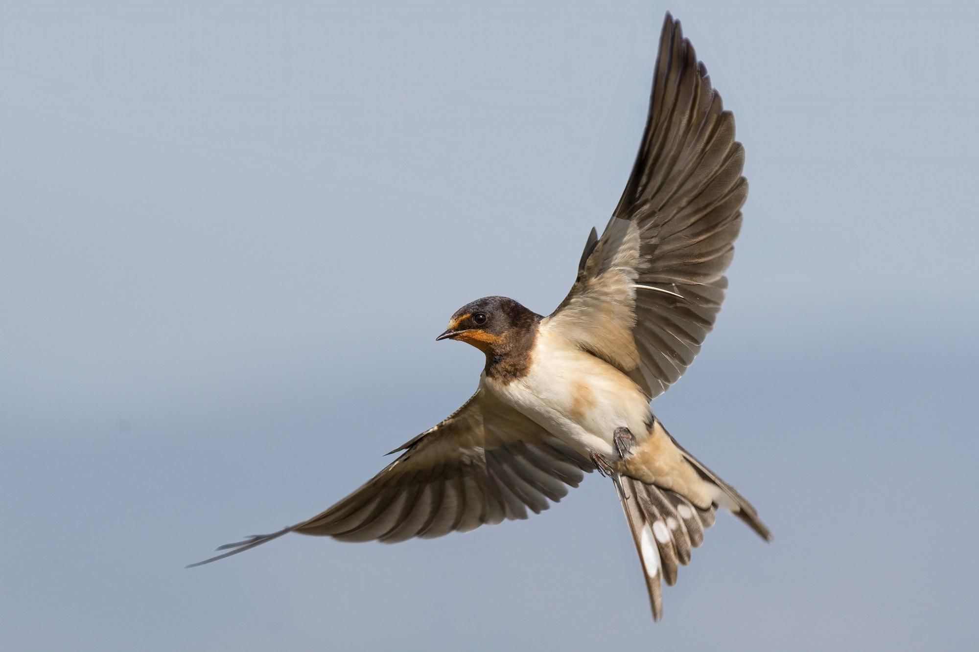 Una golondrina común, con su característica cola blanca, en pleno vuelo.