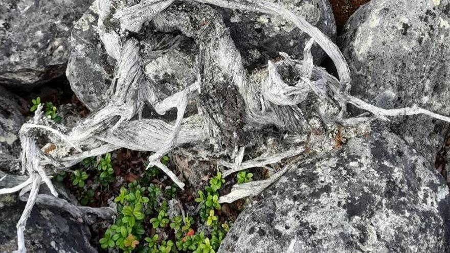 Encuentran en Finlandia una planta de enebro que vivió 1.647 años