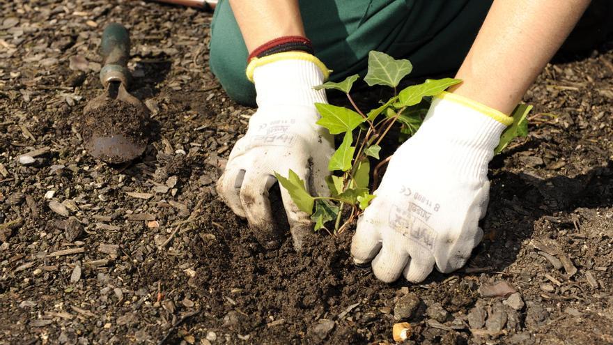 Un jardí en bon estat requereix una  atenció tot l’any
