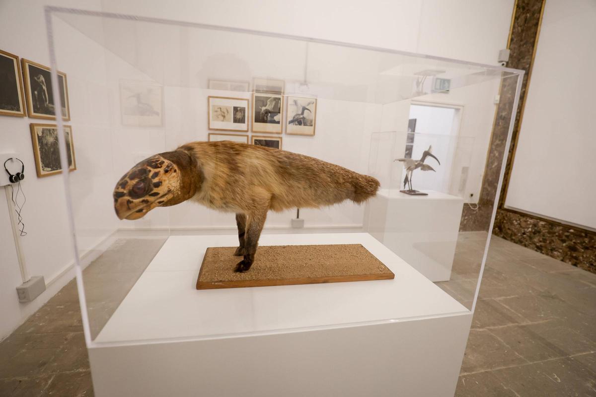 Joan Fontcuberta reflexiona con sus imágenes sobre el legado de Darwin, Julio Verne y otros protagonistas de la historia