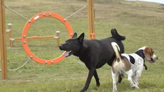 A la baja las intervenciones de la Policía Local por animales