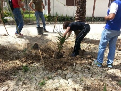 Plantación de palmeras en Orihuela