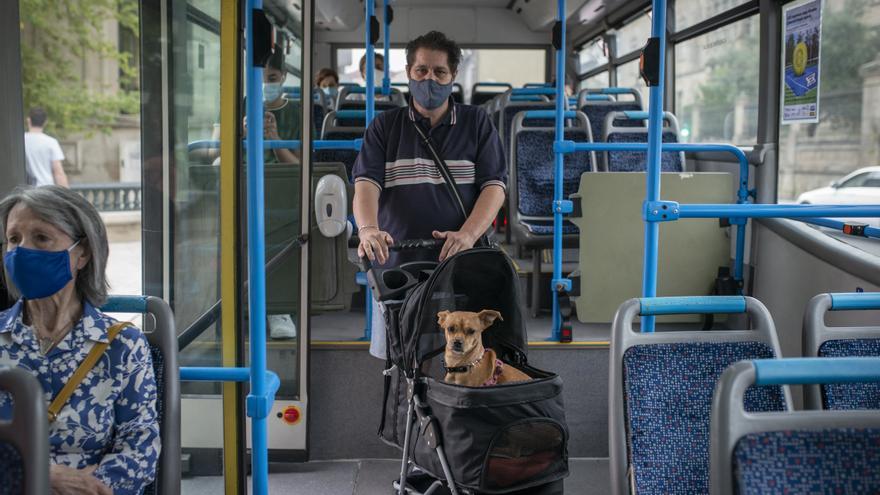 "Fifi" ya se sube al autobús en Ourense - Faro de Vigo - Vimarsana News