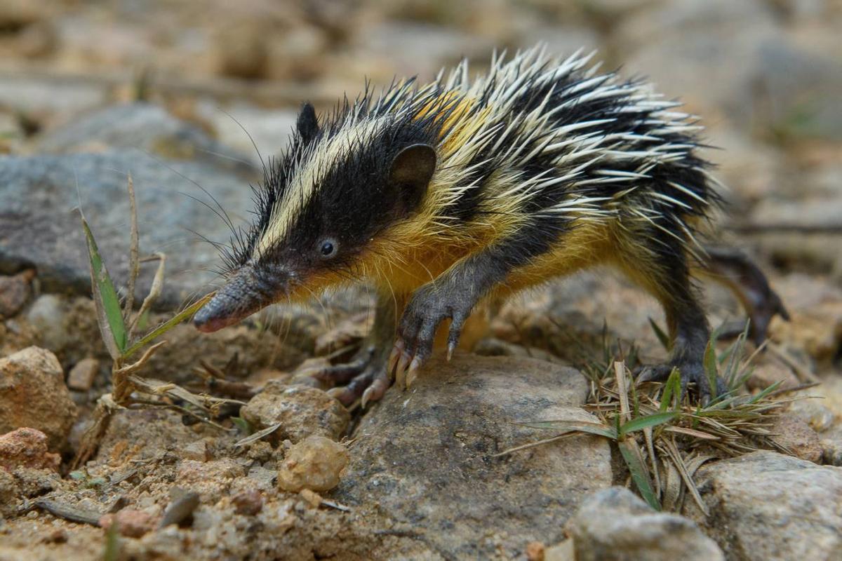 'Hemicentetes semispinosus', una especie de tenrec, animal endémico de Madgascar