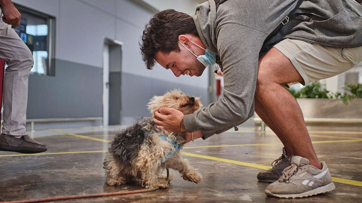 Un hombre regresa a casa y saluda emotivamente a su perro tras llegar al aeropuerto. | | ANDRÉS GUTIÉRREZ
