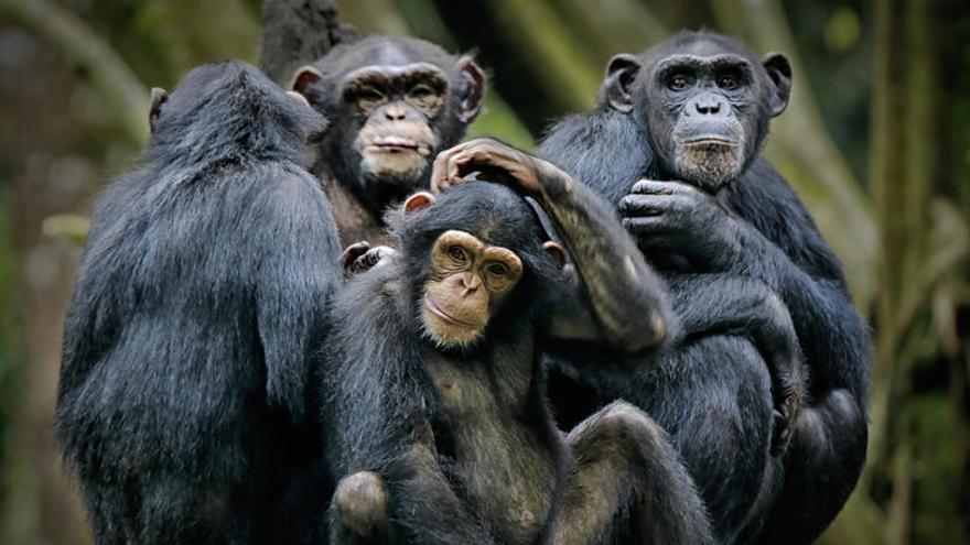 Los chimpancés tienen una gran capacidad retentiva.