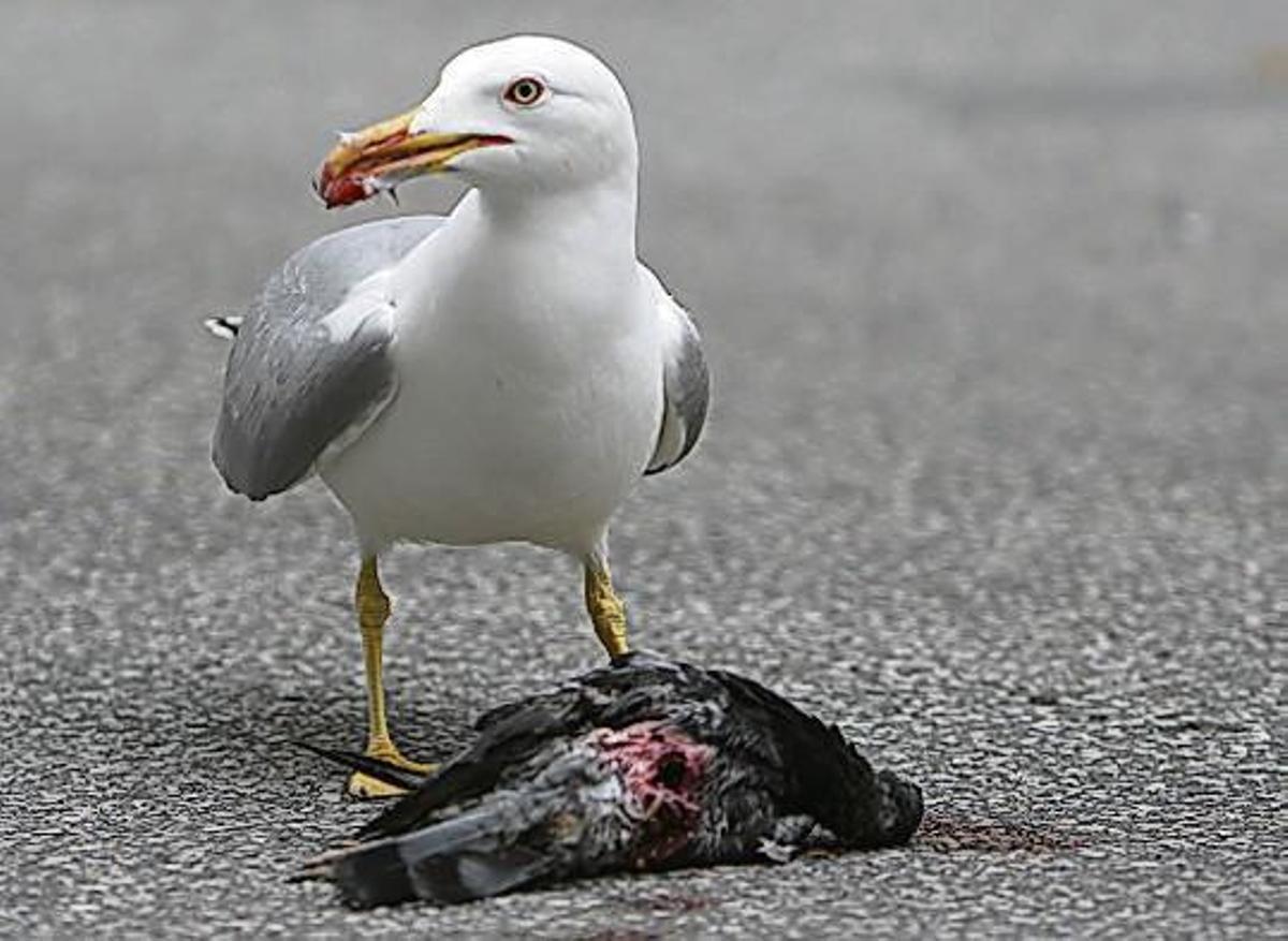 Una gaviota patiamarilla adulta devora una paloma en una calle de Oviedo.
