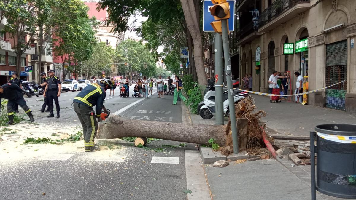 Un bombero corta el árbol caído, este martes en la calle de Aragó.