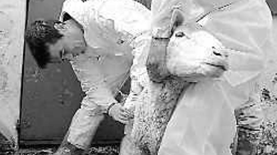 Medidas. Vacunación del ganado contra la lengua azul. EFE