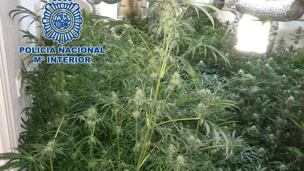 Una casa en el centro de Vila-real oculta una plantación con 466 ejemplares de marihuana