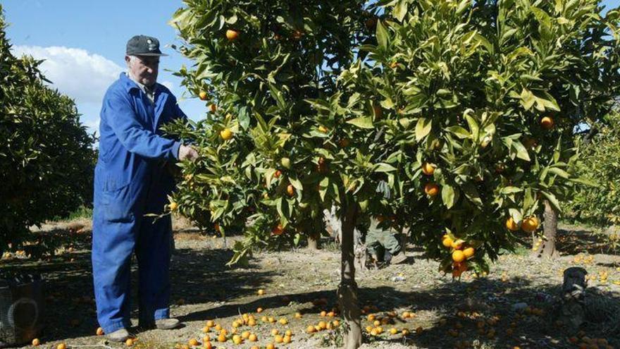 El PSOE pide más peso en Bruselas para defender intereses del azulejo y la naranja