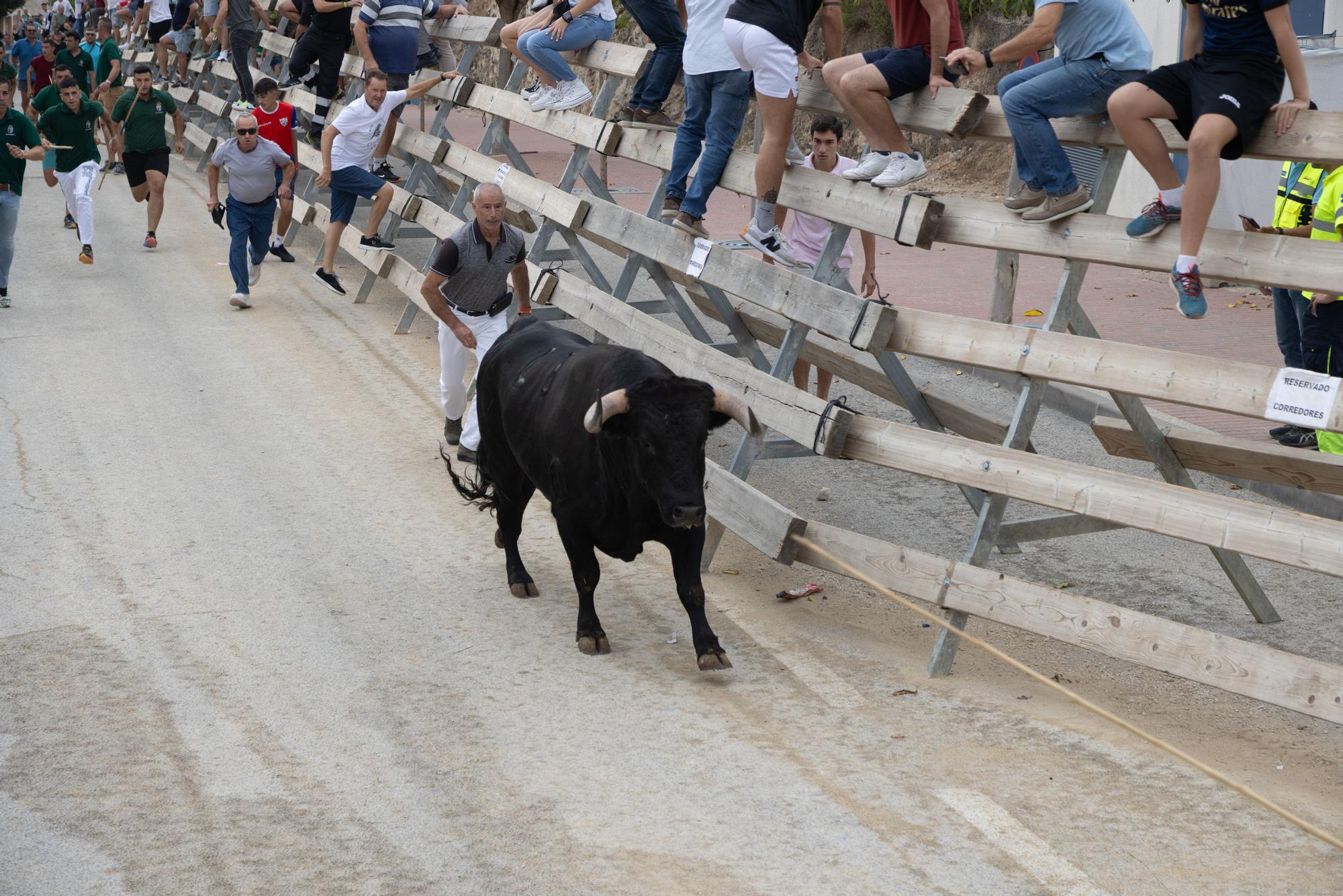 Tercer encierro de la Feria Taurina del Arroz en Calasparra