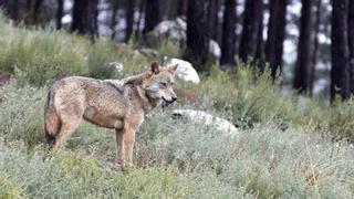 Asturias, Galicia, Castilla y León y Cantabria piden que se retire la Estrategia del Lobo