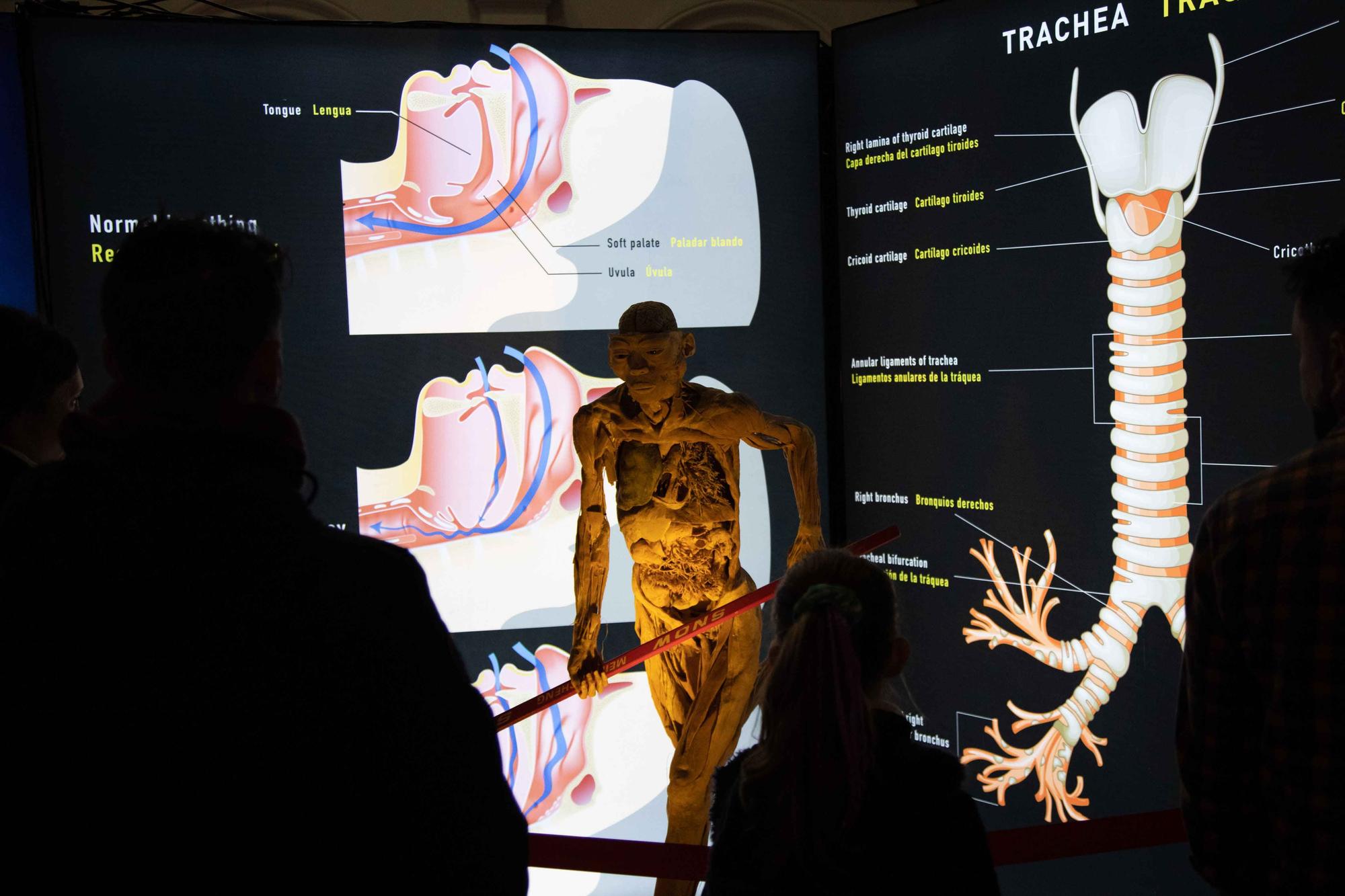 La exposición 'Bodies' presenta en Palma cuerpos humanos plastinizados como una propuesta educativa