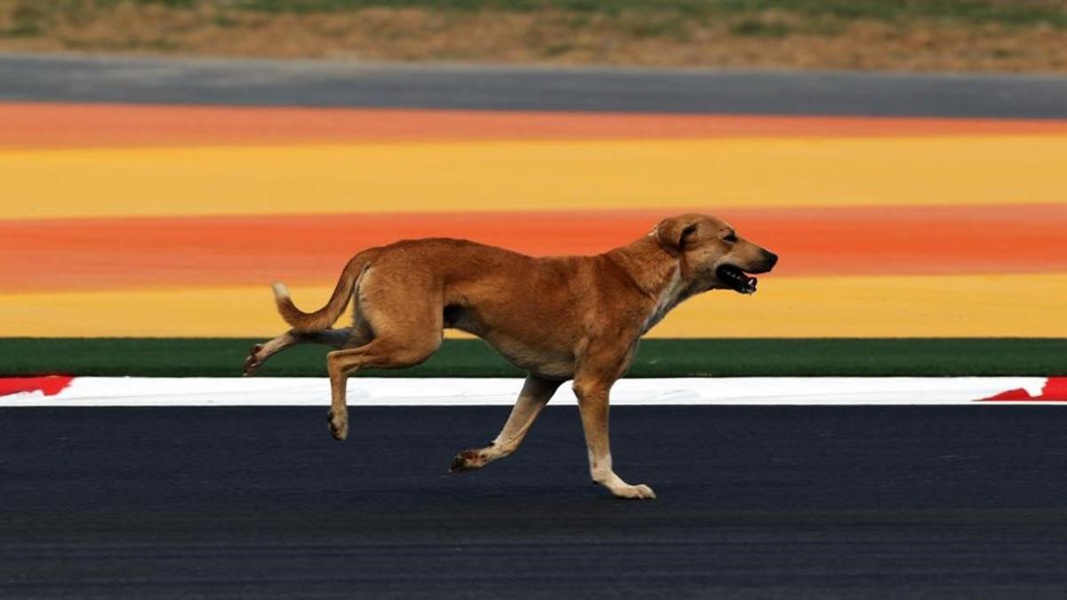 Un perro callejero en Nueva Delhi