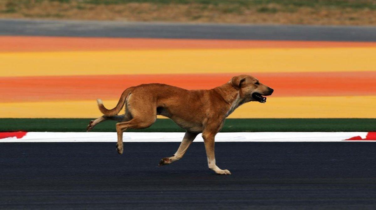 zentauroepp17407098 perro callejero200415090802
