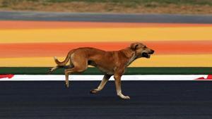 zentauroepp17407098 perro callejero200415090802
