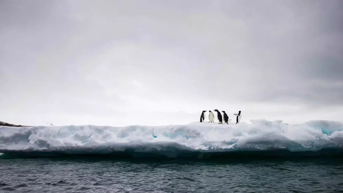 Ballenas jorobadas, lobos de mar y pingüinos adolescentes: este destino en el confín del mundo tiene la fauna más especial del planeta