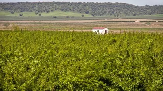 Arroceros respaldan a Junta ante la denuncia de Fondenex sobre ZEPA Palazuelo-Guadalperales