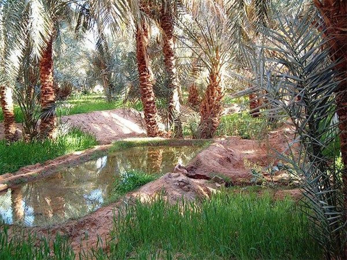 Oasis de Timimoun en Argelia.