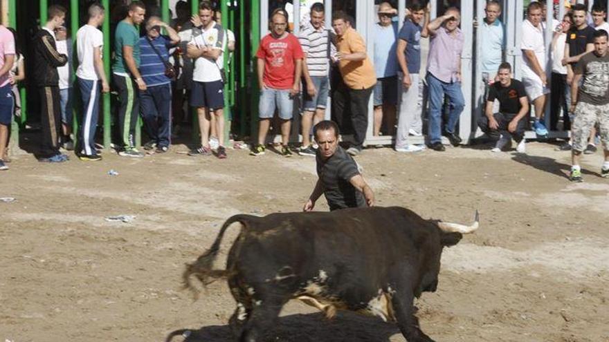 Almassora programa tres cerriles para el primer sábado de Santa Quitèria