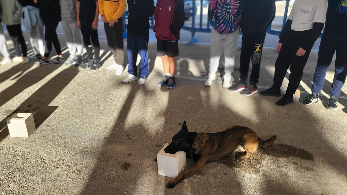 Un grupo de estudiantes, durante la exhibición con uno de los dos perros de la Policía Local de Santa Pola