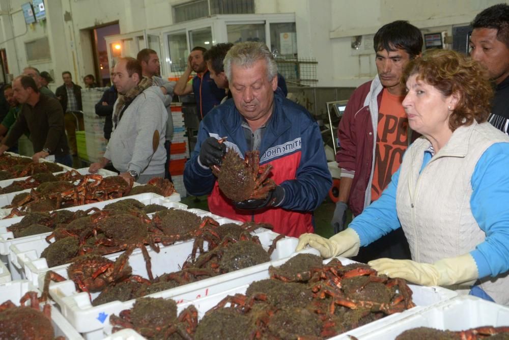 Comienza la campaña del centollo en Arousa