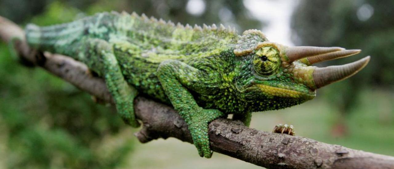 Un camaleón en un parque nacional de Nairobi.   | // REUTERS