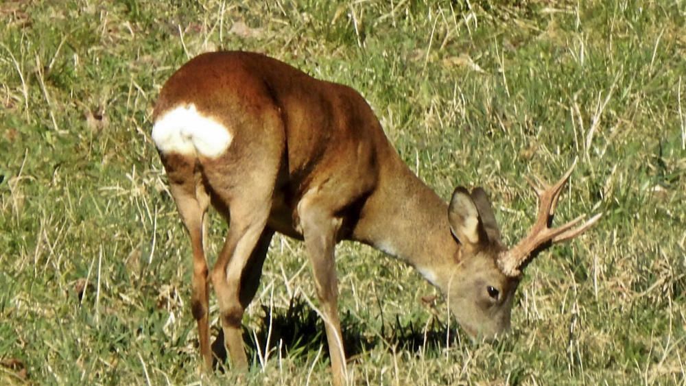 Pasturant. Per Sant Llorenç de Morunys, passejant per camins de la vall, de sobte el nostre lector va trobar aquest cabirol que pasturava enmig d'uns prats.