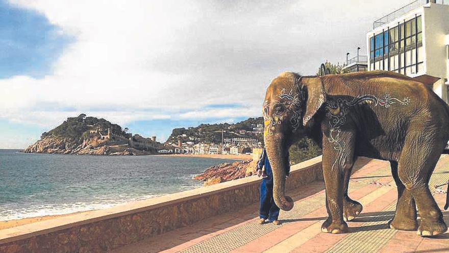 Jumba, l’elefanta que va protagonitzar el rodatge en una imatge del març de 2013.