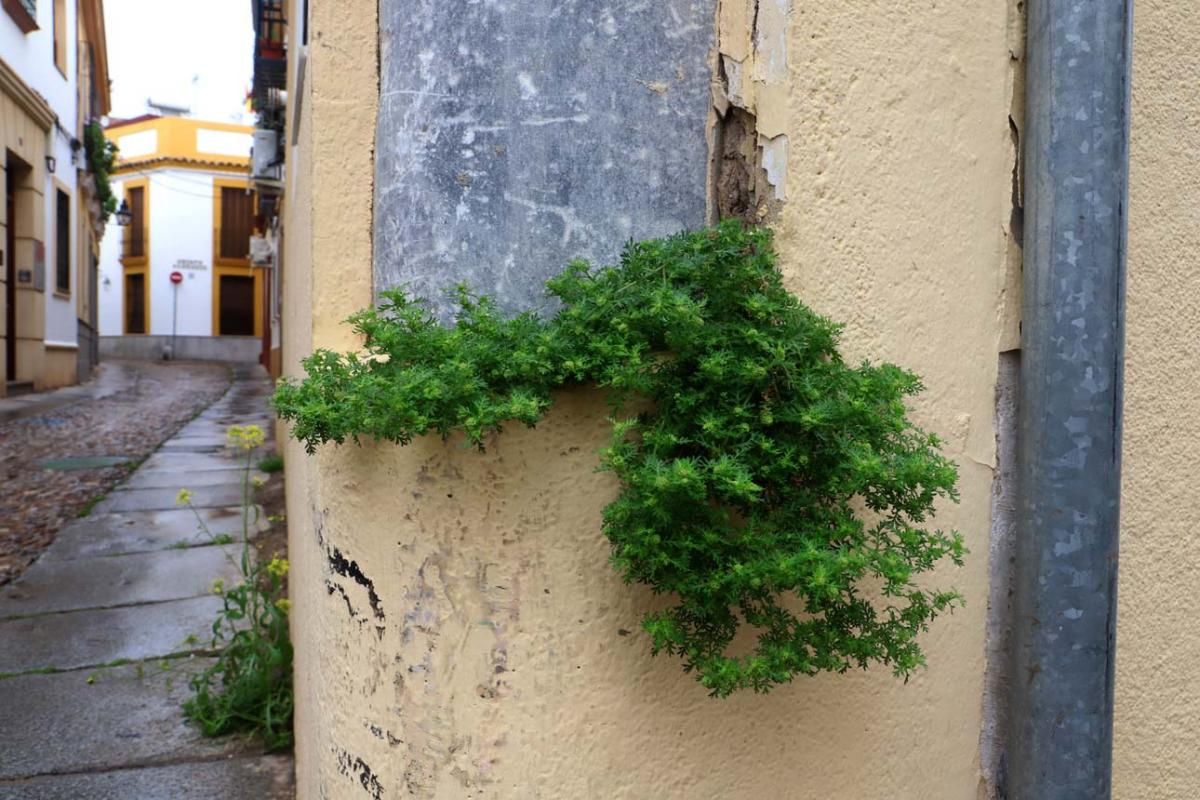 El día en el que reinó el verde