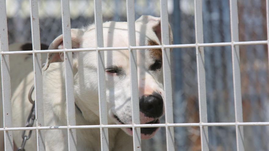 Detenida la dueña de un perro peligroso por agredir a policías tras morder su mascota a un vecino en Alicante