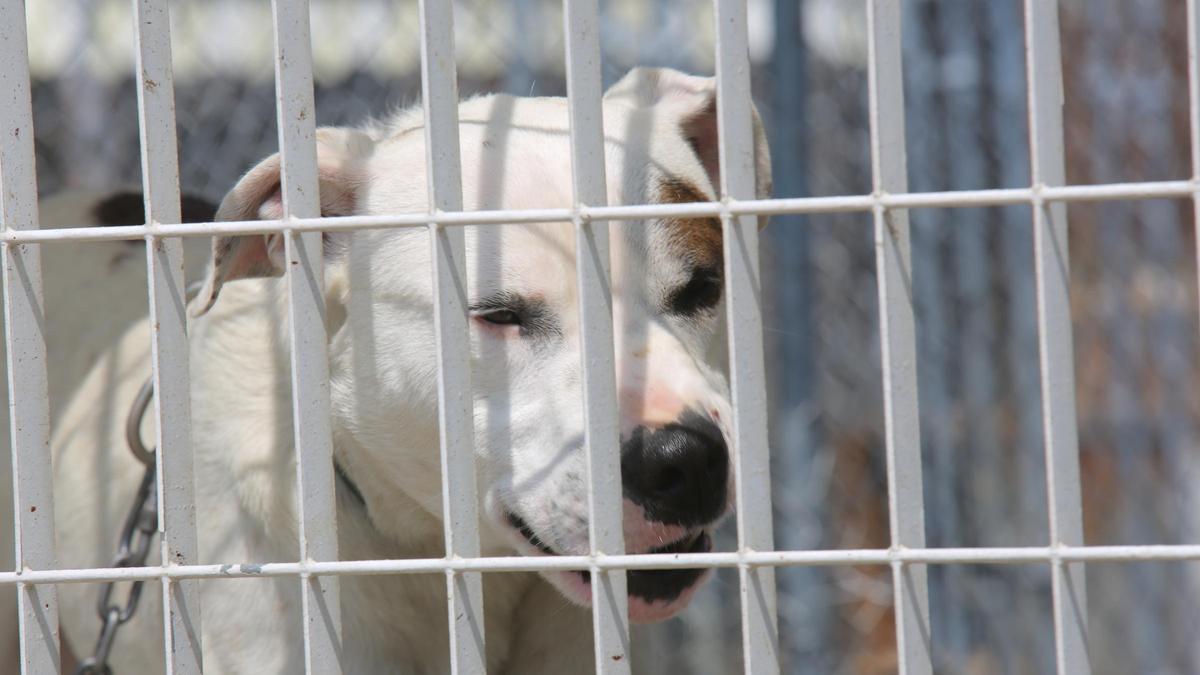 Un perro enjaulado tras atacar a una persona, en una imagen de archivo